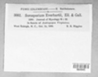 Anthracocystis everhartii image
